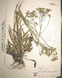 Senecio anonymus image