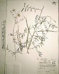 Mimosa microphylla image