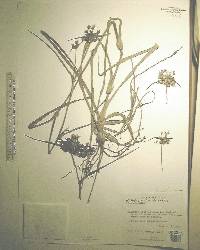 Tradescantia ohiensis image