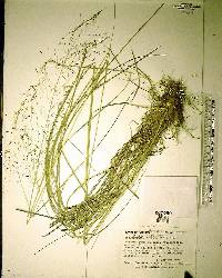 Muhlenbergia capillaris image