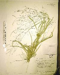 Panicum flexile image