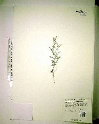 Cyperus floridanus image