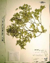 Chamaecyparis thyoides image