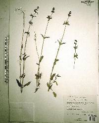 Stachys floridana image