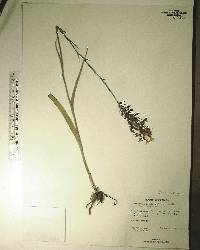 Platanthera cristata image