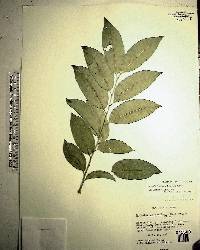 Drypetes lateriflora image