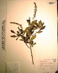 Clethra alnifolia image