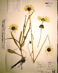 Helianthus heterophyllus image