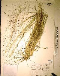 Muhlenbergia capillaris image