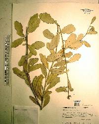 Quercus virginiana image