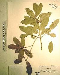 Quercus virginiana image