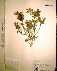 Ilex myrtifolia image