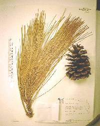 Pinus elliottii image