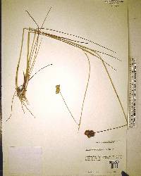 Juncus megacephalus image