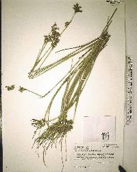 Juncus scirpoides image