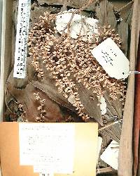 Brassiophoenix schumannii image