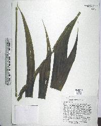 Geonoma cuneata image