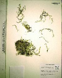 Selaginella apoda image