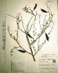 Vachellia farnesiana image