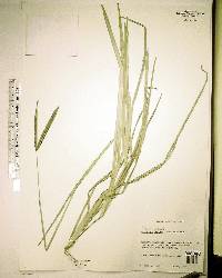 Eustachys petraea image