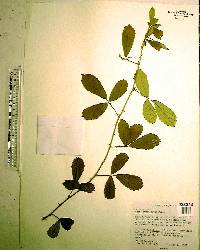 Rubus cuneifolius image