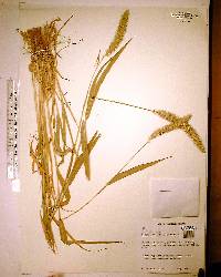 Setaria italica image