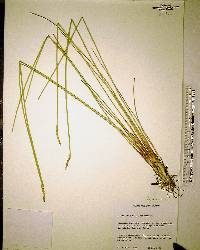 Eleocharis cellulosa image