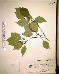 Cornus alternifolia image