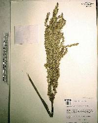 Rumex hastatulus image