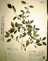 Ilex longipes image