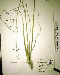 Sagittaria lancifolia image