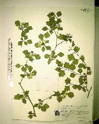 Crataegus flava image