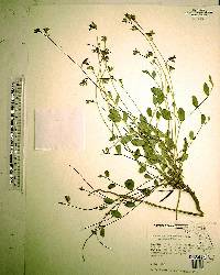 Crotalaria rotundifolia image