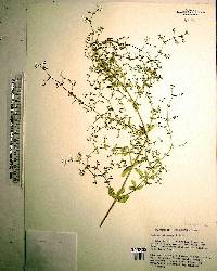 Galium pilosum image