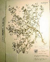 Leucospora multifida image