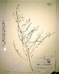 Lechea sessiliflora image