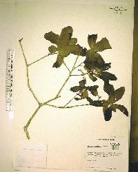 Quercus chapmanii image