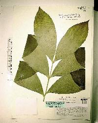 Zamia neurophyllidia image