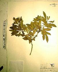 Myrica cerifera image