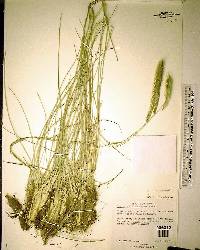 Ctenium aromaticum image