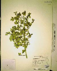 Ilex vomitoria image