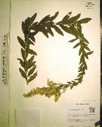 Solidago fistulosa image