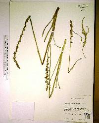 Spiranthes laciniata image