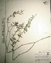 Croton linearis image