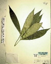 Zamia verschaffeltii image