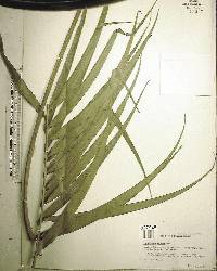 Ceratozamia matudae image