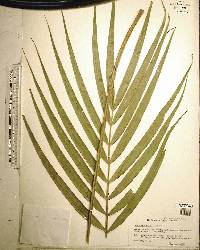 Ceratozamia matudae image