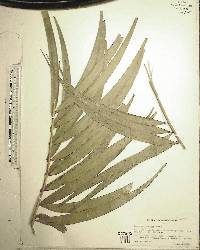 Ceratozamia matudae image