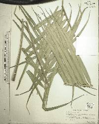 Ceratozamia matudae image