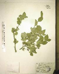 Ilex ambigua image